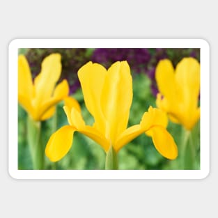 Iris  &#39;Golden Beauty&#39; Sticker